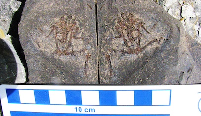 A fossil found in Ethiopia