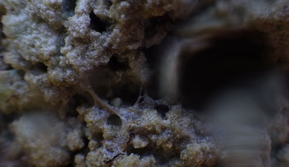 A microbialite formation